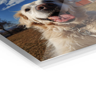 Golden Retriever Selfie 3