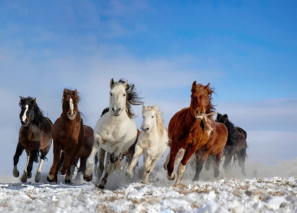 Mongolia Horses