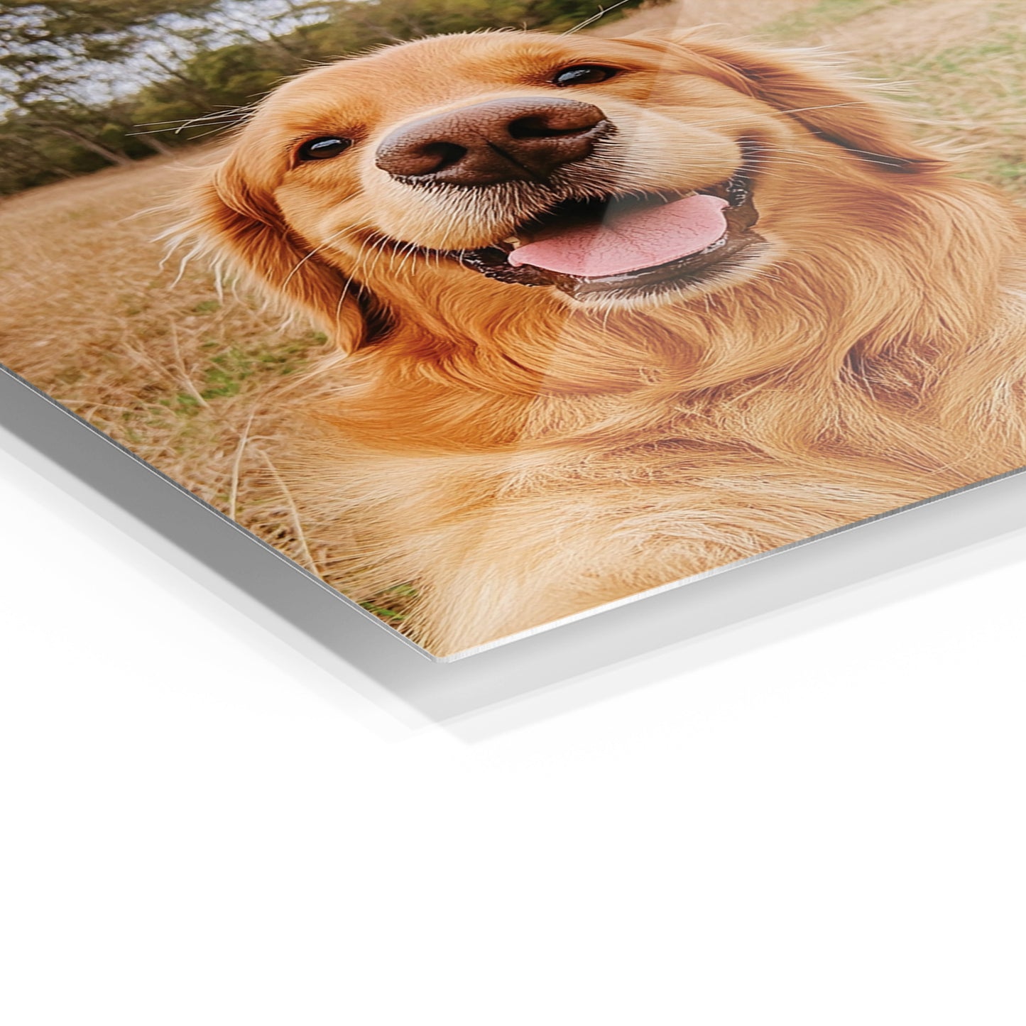 Golden Retriever Selfie 2