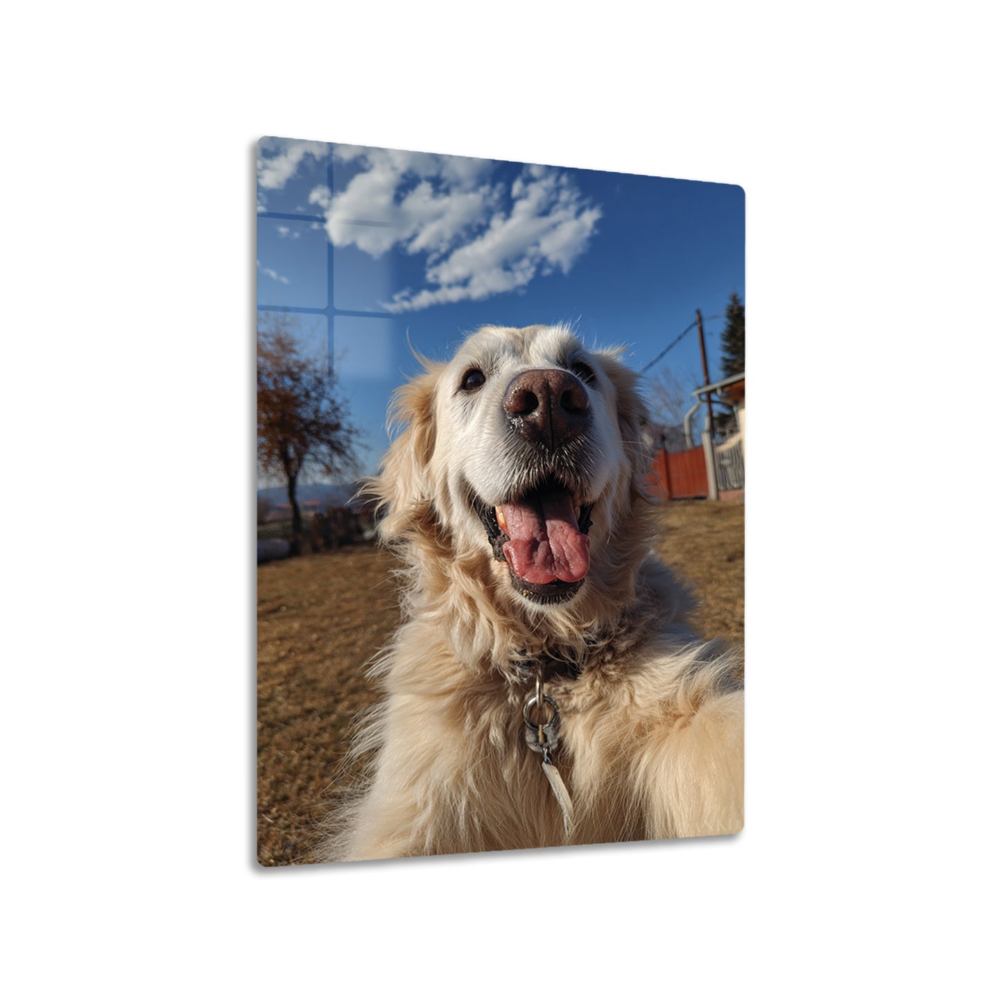 Golden Retriever Selfie 3