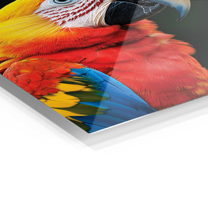 Macaw Parrot