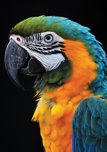 Macaw Parrot 2 metal poster artwork