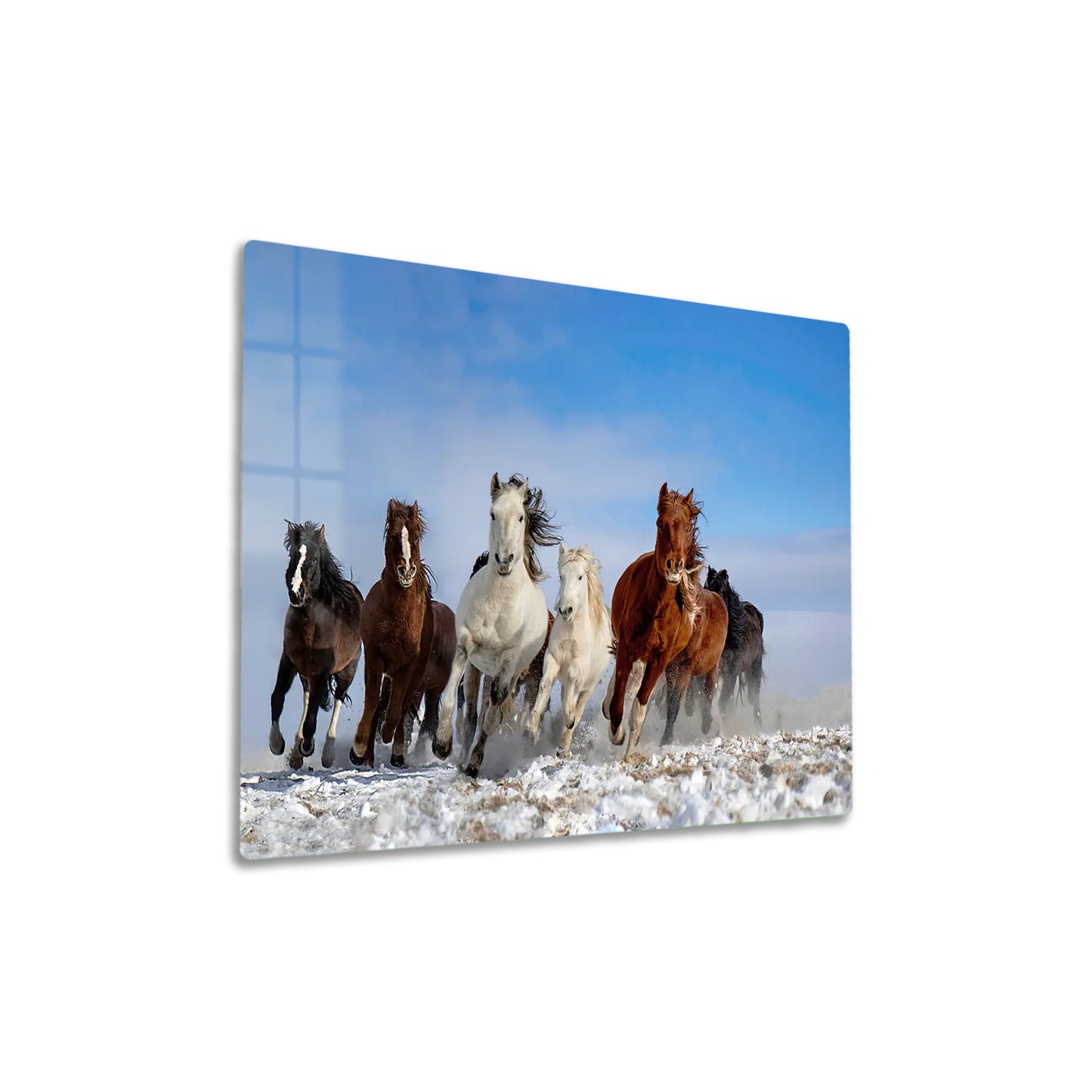 Mongolia Horses