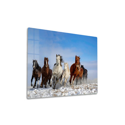 Mongolia Horses